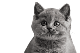 Совет-картинка-1