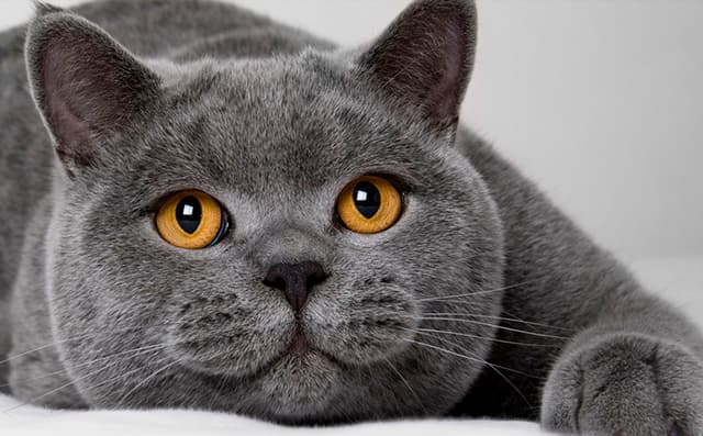 Красивая голубая кошка