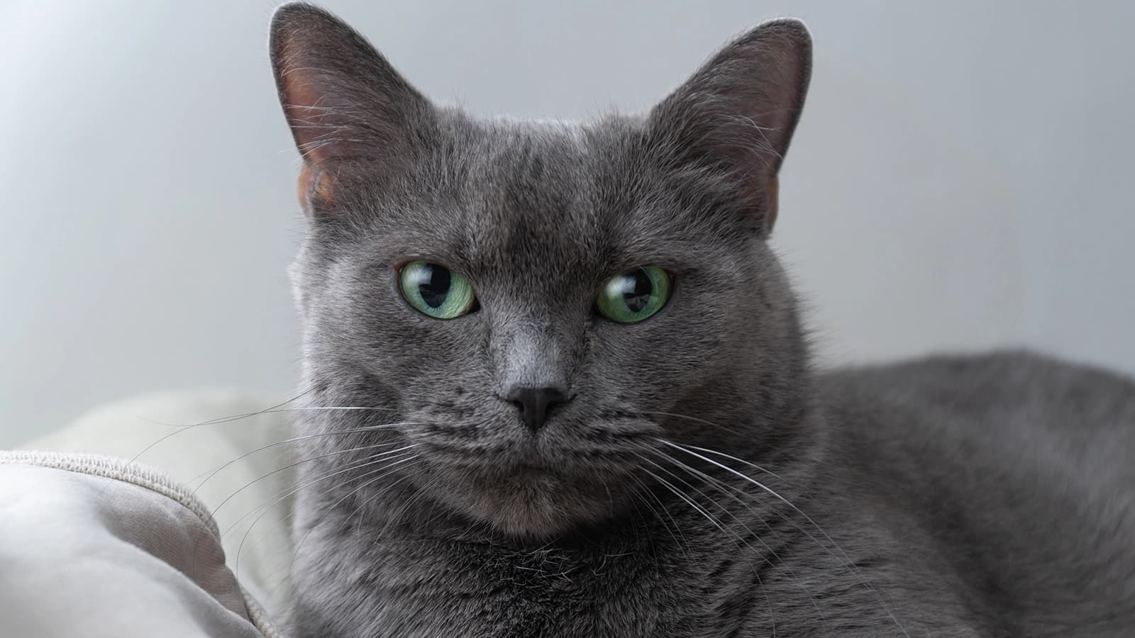 Красивая голубая кошка — фото 3