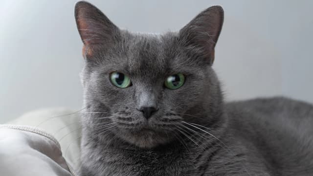 Красивая голубая кошка