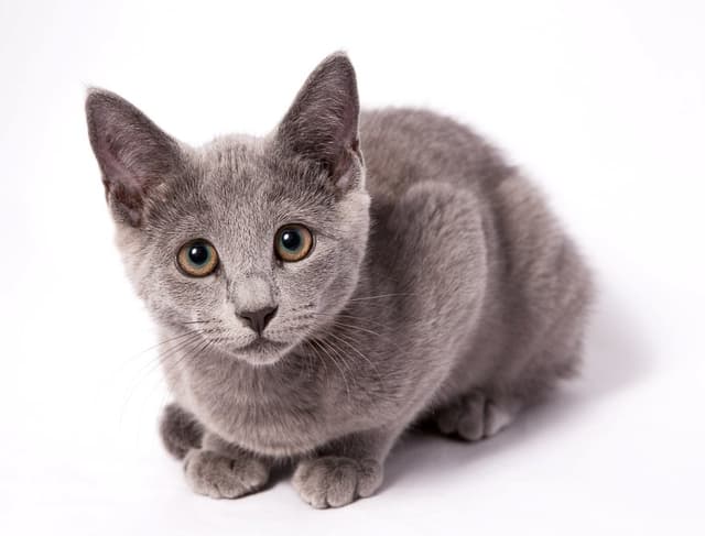 Красивая голубая кошка